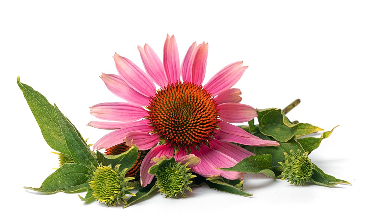 Echinacea κάψουλες σε καρδιόβες