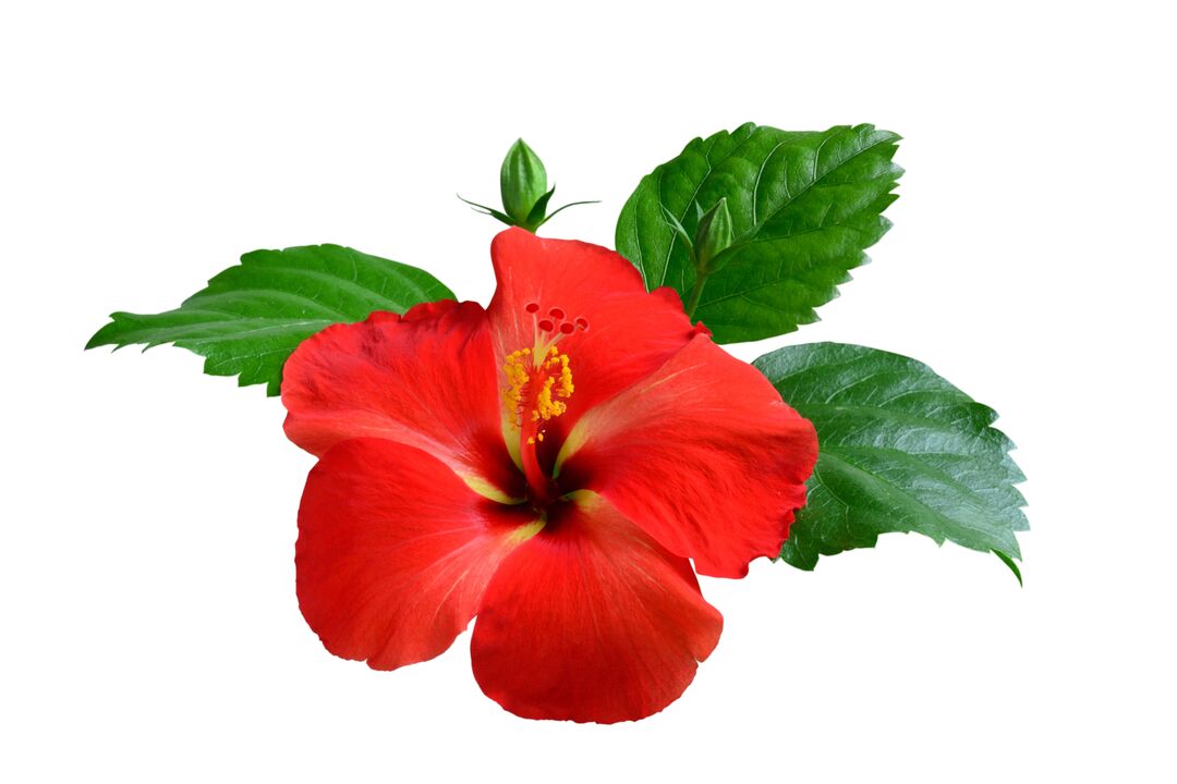 Λουλούδι Hibiscus ως μέρος των καψουλών Cardiofforms